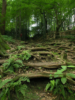 木の根の階段
